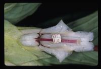 Columnea albiflora image
