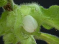 Image of Columnea eburnea