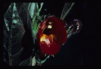 Columnea flexiflora image