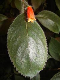 Image of Kohleria tubiflora