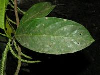 Calatola costaricensis image