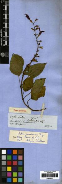 Image of Salvia ecuadorensis