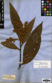Image of Cinnamomum triplinerve