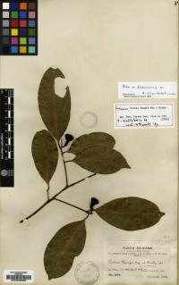 Image of Endlicheria pyriformis