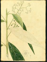 Sassafridium macrophyllum image