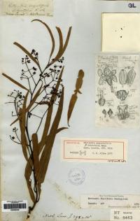 Image of Nectandra membranacea