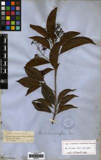 Image of Nectandra viburnoides