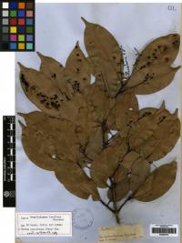 Image of Ocotea pauciflora