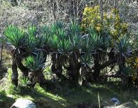 Yucca guatemalensis image