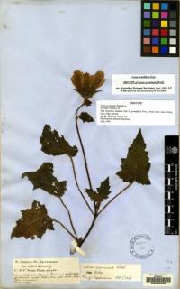 Image of Nasa grandiflora