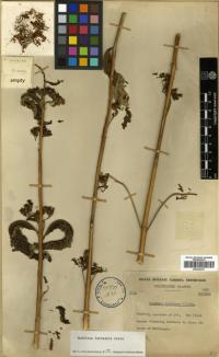 Buddleja longifolia image