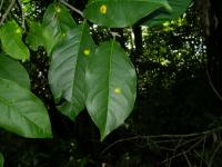 Bunchosia cornifolia image