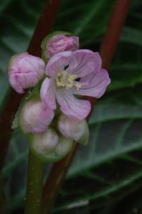 Monolena primuliflora image