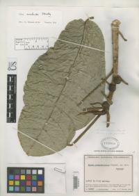 Image of Ficus macbridei