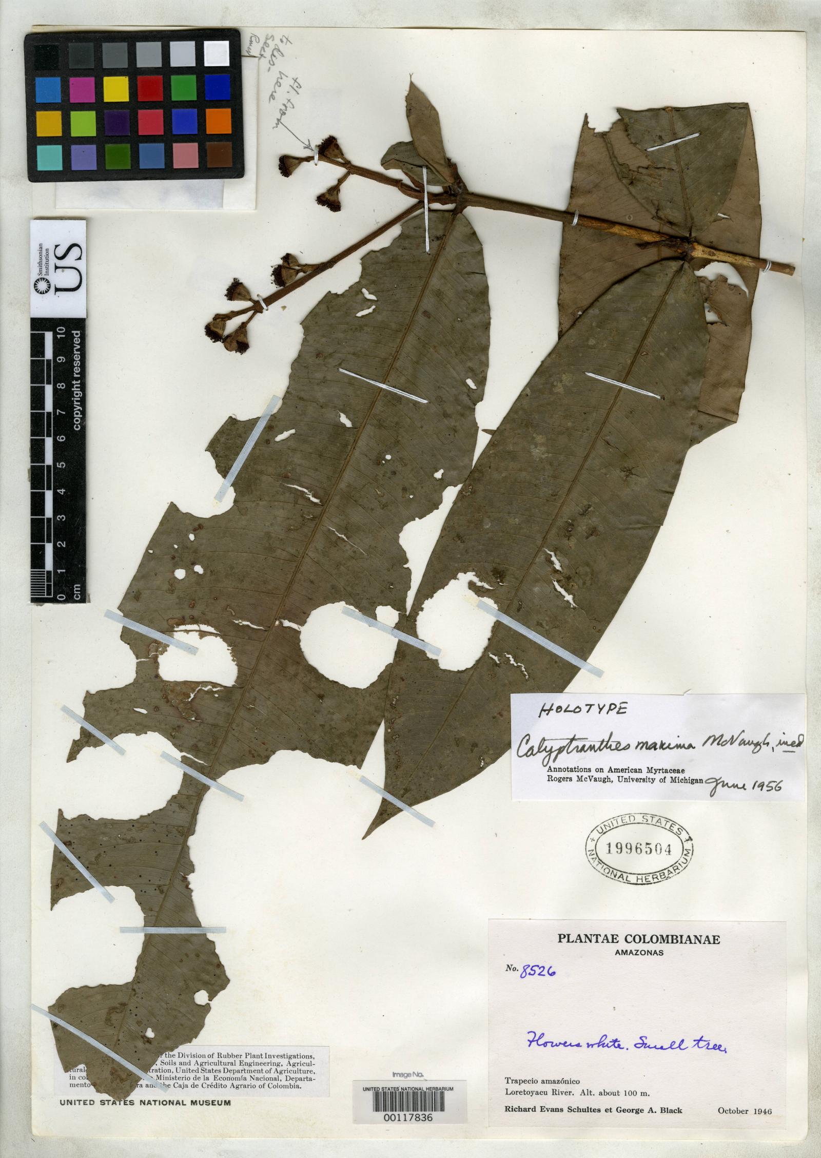 Calyptranthes maxima image