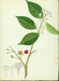 Image of Eugenia biflora