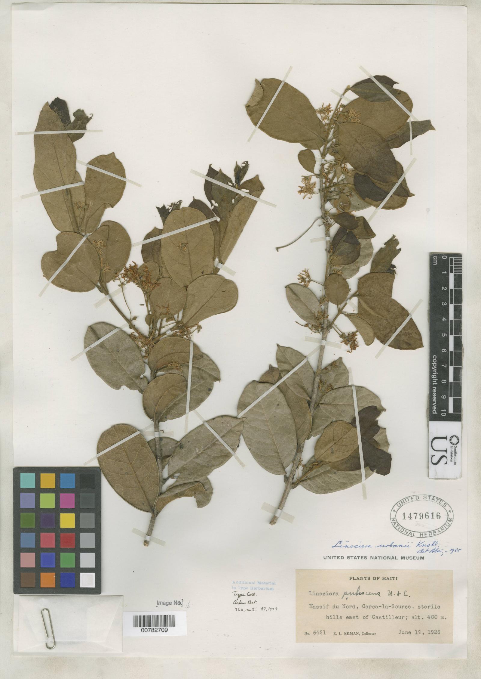 Chionanthus pubescens image