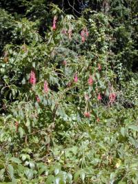 Fuchsia dependens image