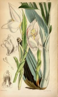 Anguloa uniflora image