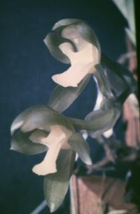 Batemannia armillata image