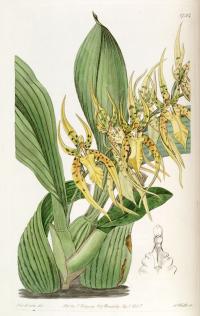 Image of Brassia lanceana