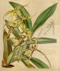 Brassia lanceana image