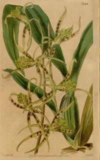 Brassia lanceana image