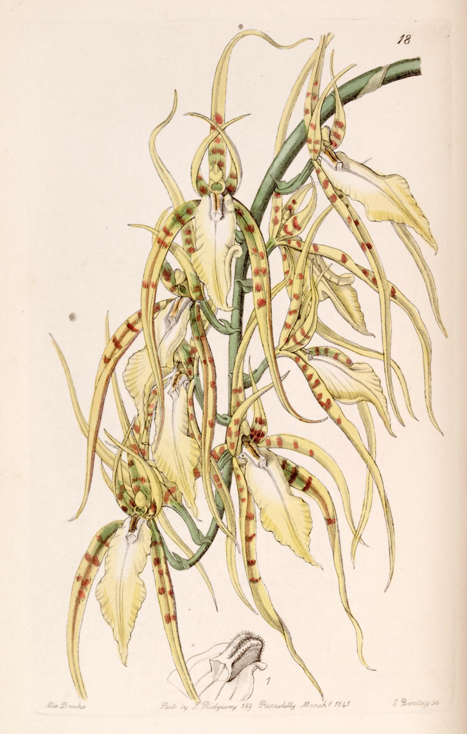 Brassia lawrenceana image