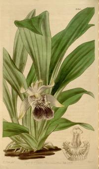 Cochleanthes flabelliformis image