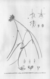 Epidendrum cristatum image