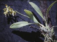 Epidendrum diurnum image