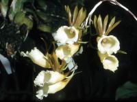 Image of Galeandra lacustris