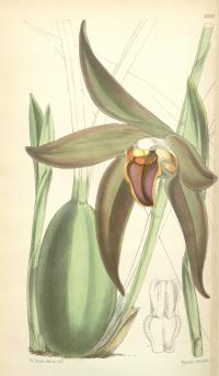 Image of Lycaste barbifrons