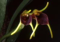 Masdevallia bicolor image