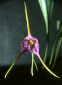 Image of Masdevallia glandulosa