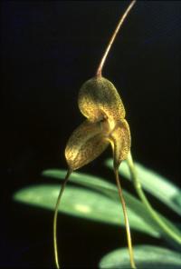 Image of Masdevallia instar