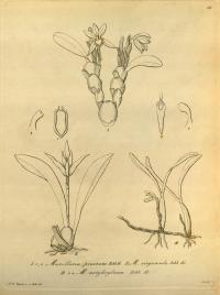 Image of Maxillaria attenuata