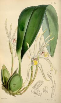 Image of Maxillaria callichroma