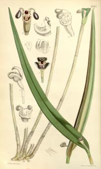 Image of Myoxanthus reymondii