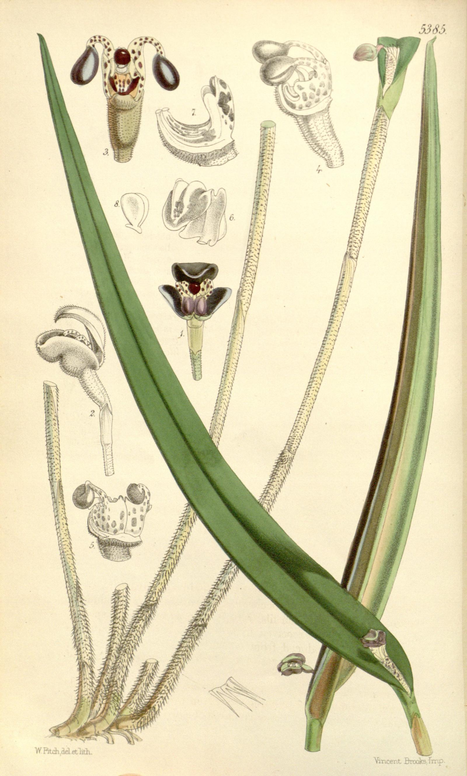 Myoxanthus image