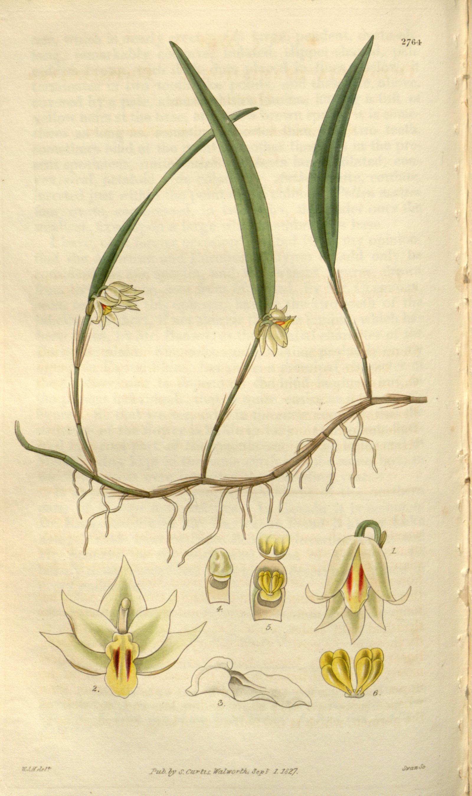 Octomeria graminifolia image
