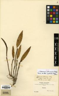 Image of Octomeria grandiflora
