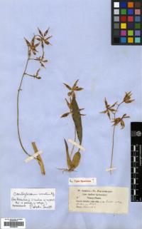 Image of Odontoglossum armatum
