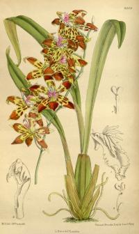 Image of Odontoglossum cristatum
