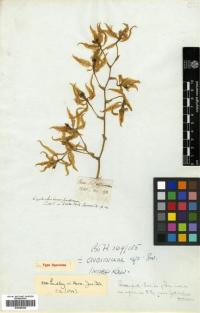 Image of Odontoglossum pardinum