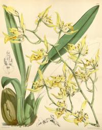 Odontoglossum pardinum image