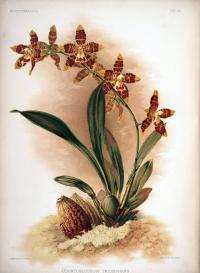 Image of Odontoglossum spectatissimum