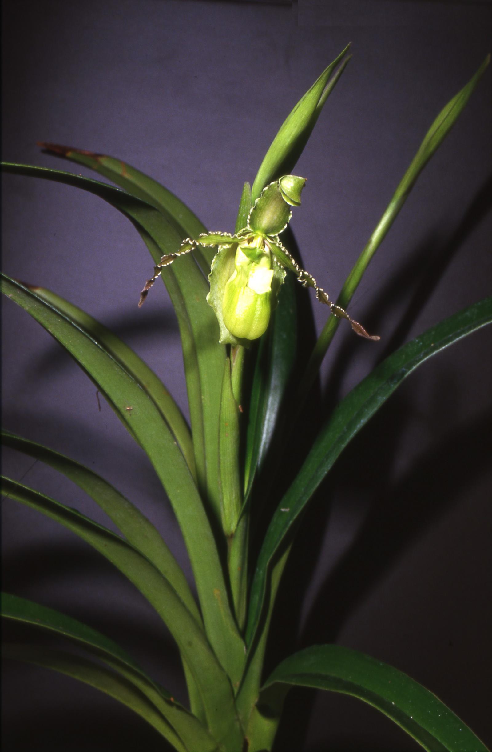 Phragmipedium czerwiakowianum image