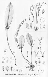 Pleurothallis sclerophylla image