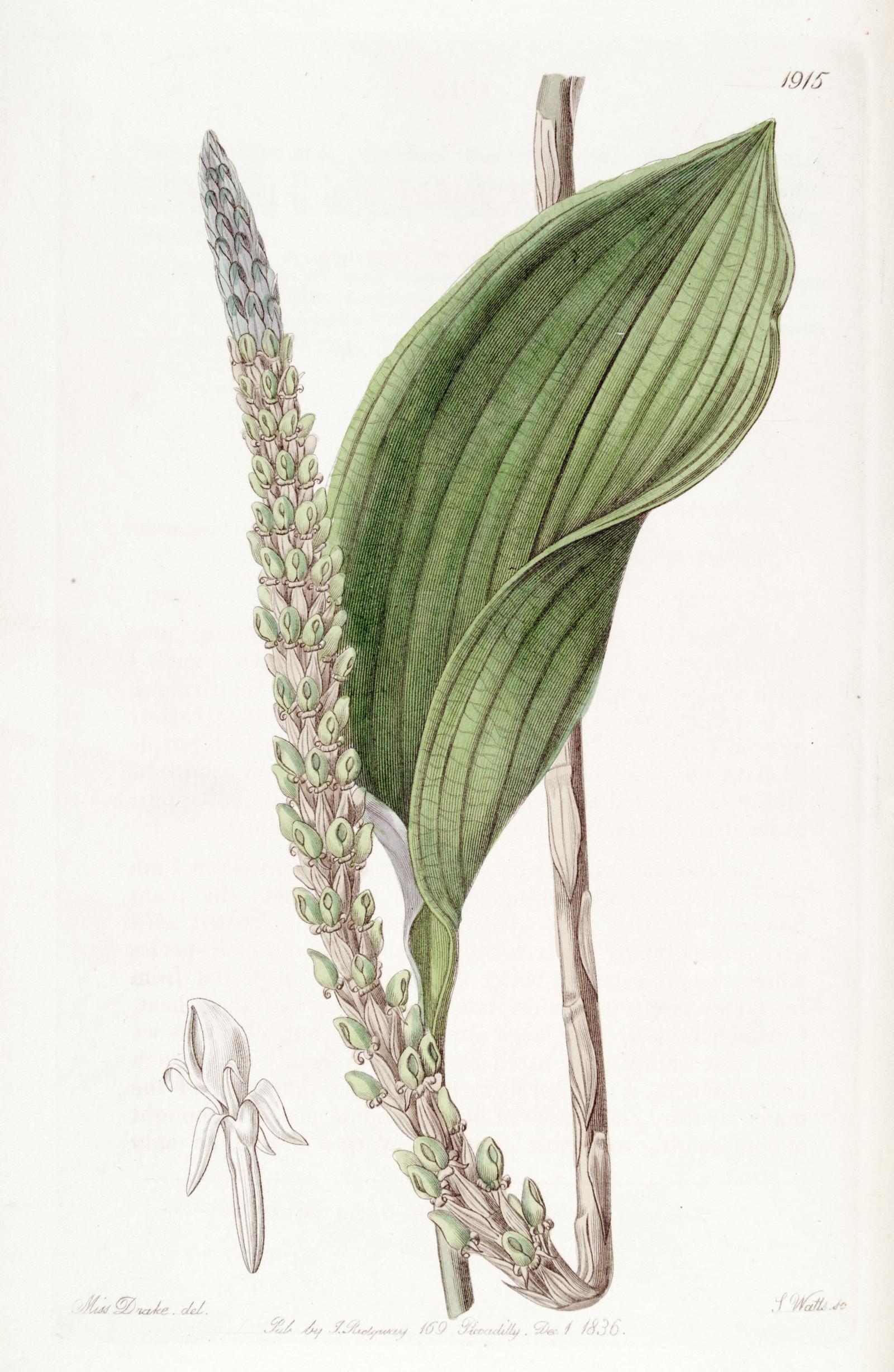 Prescottia colorans image
